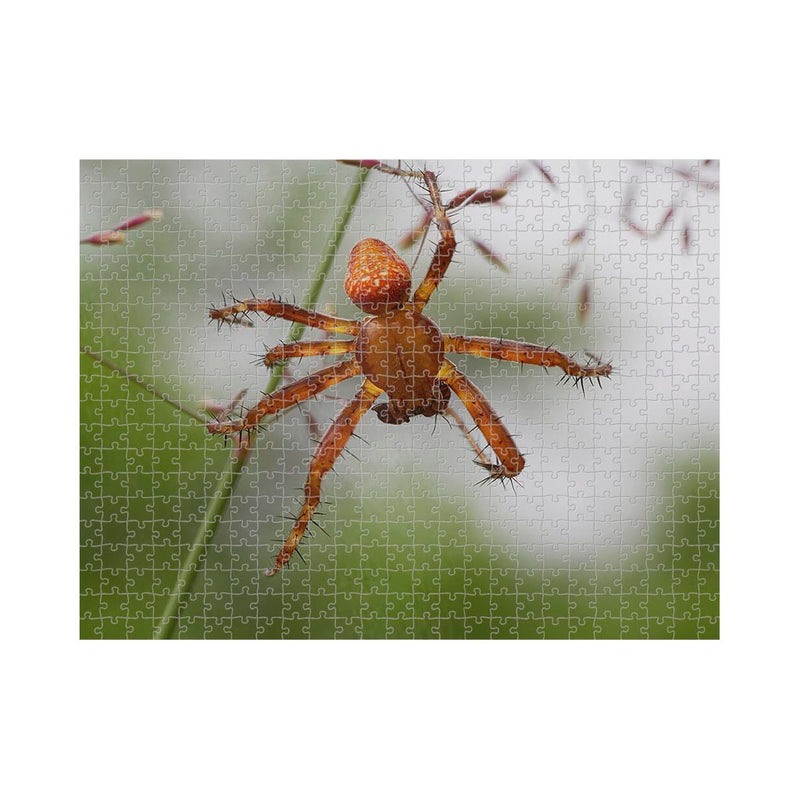 Wikimedia Commons Jigsaw Puzzle of the Day Strawberry Spider