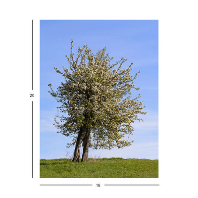 Wikimedia Commons Jigsaw Puzzle of the Day Old Pear Tree