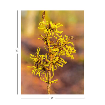 Wikimedia Commons Jigsaw Puzzle of the Day Witch Hazel