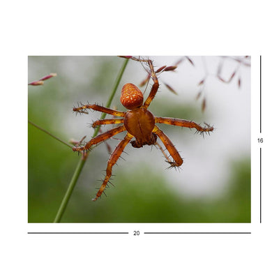 Wikimedia Commons Jigsaw Puzzle of the Day Strawberry Spider