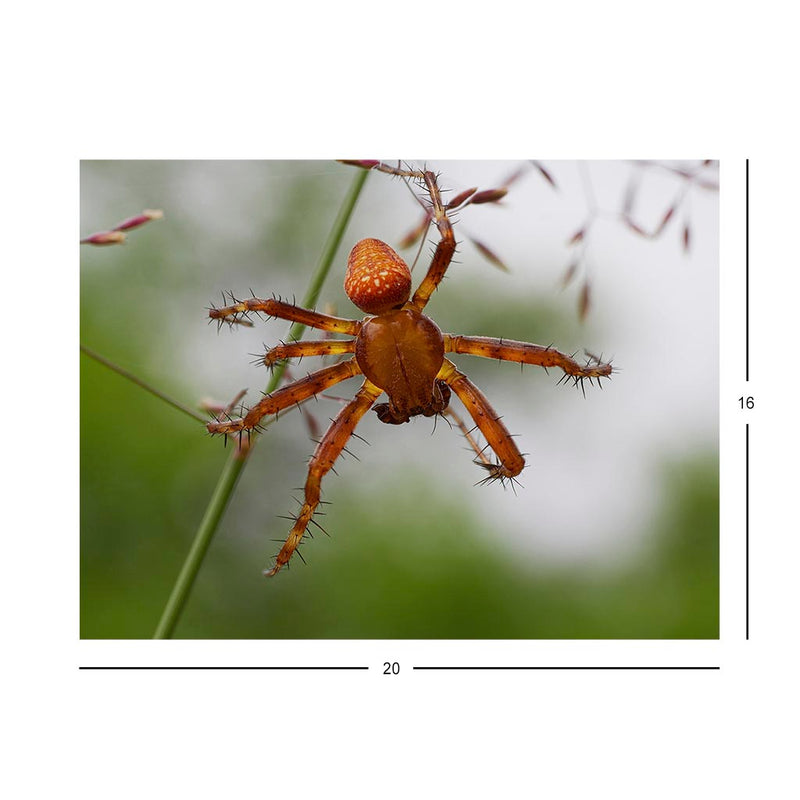 Wikimedia Commons Jigsaw Puzzle of the Day Strawberry Spider