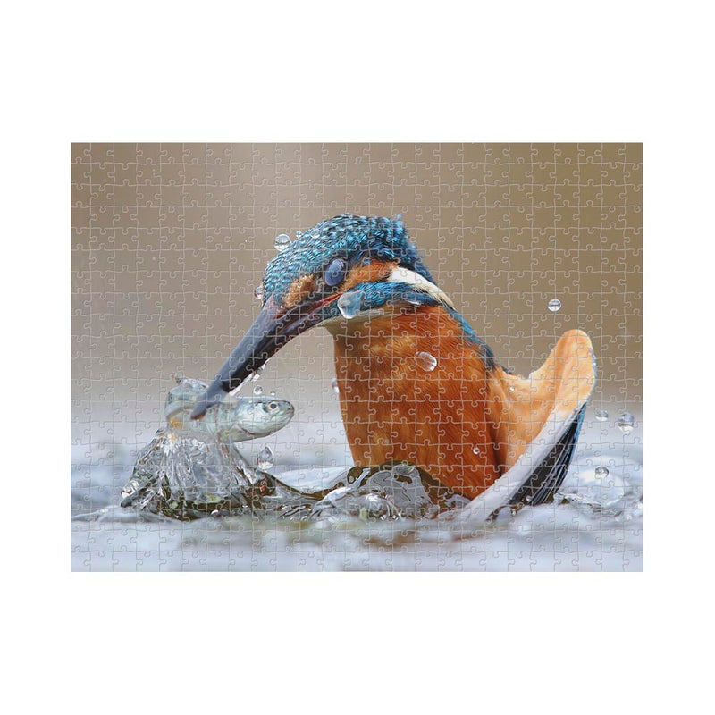 Wikimedia Commons Jigsaw Puzzle of the Day Common Kingfisher