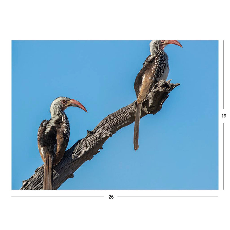 Wikimedia Commons Picture of the Day for November 7, 2022 Jigsaw Puzzle