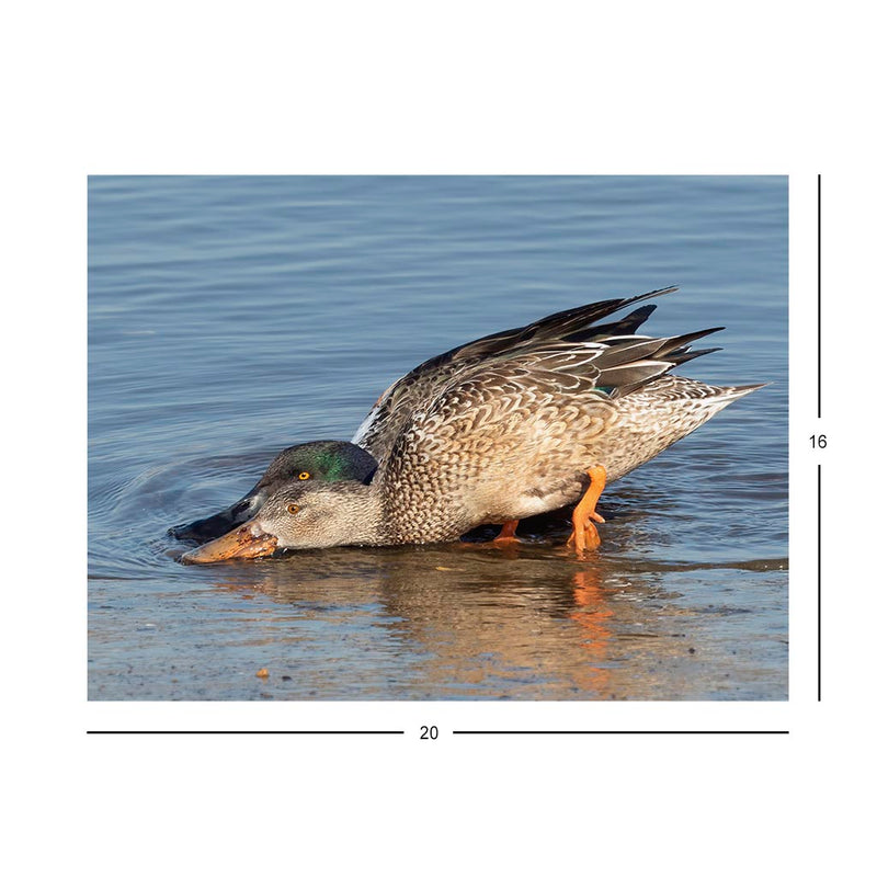 Wikimedia Commons Jigsaw Puzzle of the Day A Pair Of Northern Shovelers