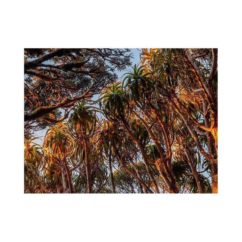 Wikimedia Commons Jigsaw Puzzle of the Day Bush Canopy