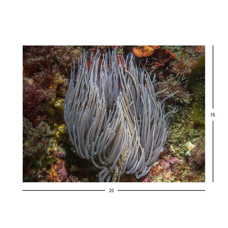 Wikimedia Commons Jigsaw Puzzle of the Day Snakelocks Anemone