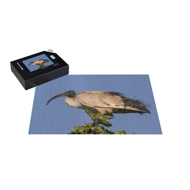 Wikimedia Commons Jigsaw Puzzle of the Day Sacred ibis