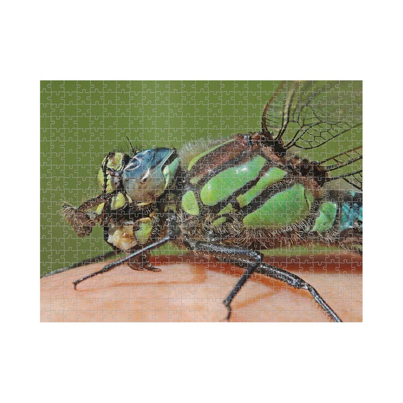 Wikimedia Commons Puzzle of the Day Brachytron Pratense Dragonfly