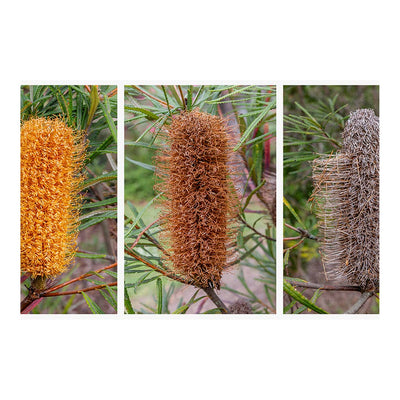 Wikimedia Commons Jigsaw Puzzle of the Day Decay of Banksia spinulosa flowers