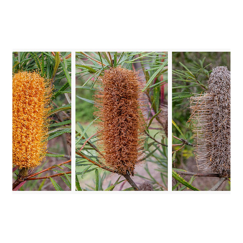 Wikimedia Commons Jigsaw Puzzle of the Day Decay of Banksia spinulosa flowers