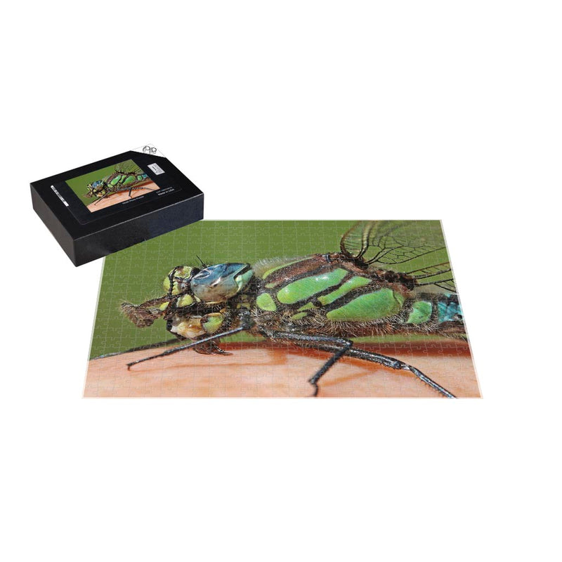 Wikimedia Commons Puzzle of the Day Brachytron Pratense Dragonfly