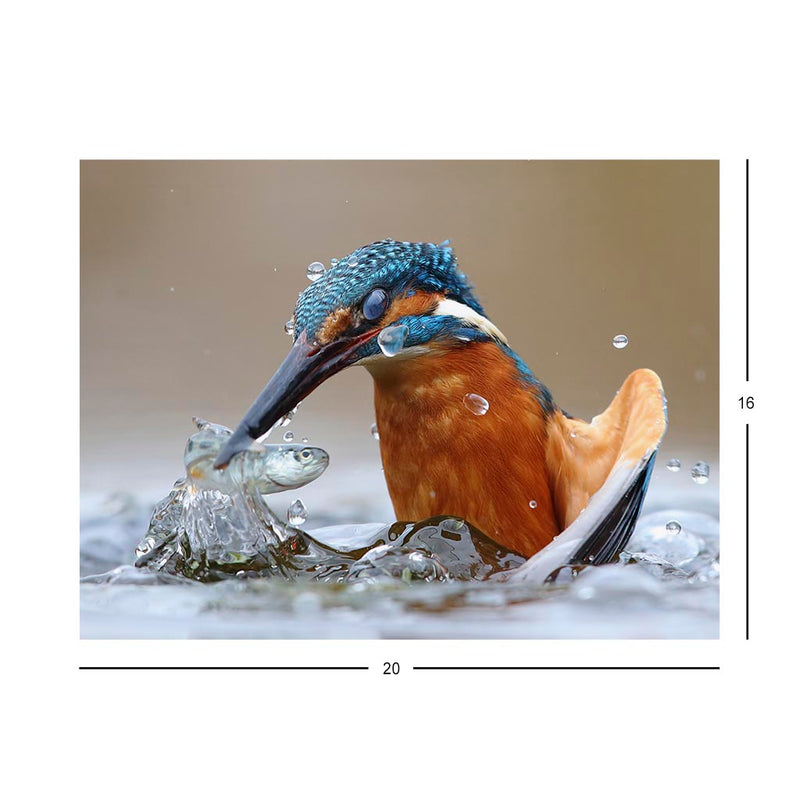 Wikimedia Commons Jigsaw Puzzle of the Day Common Kingfisher