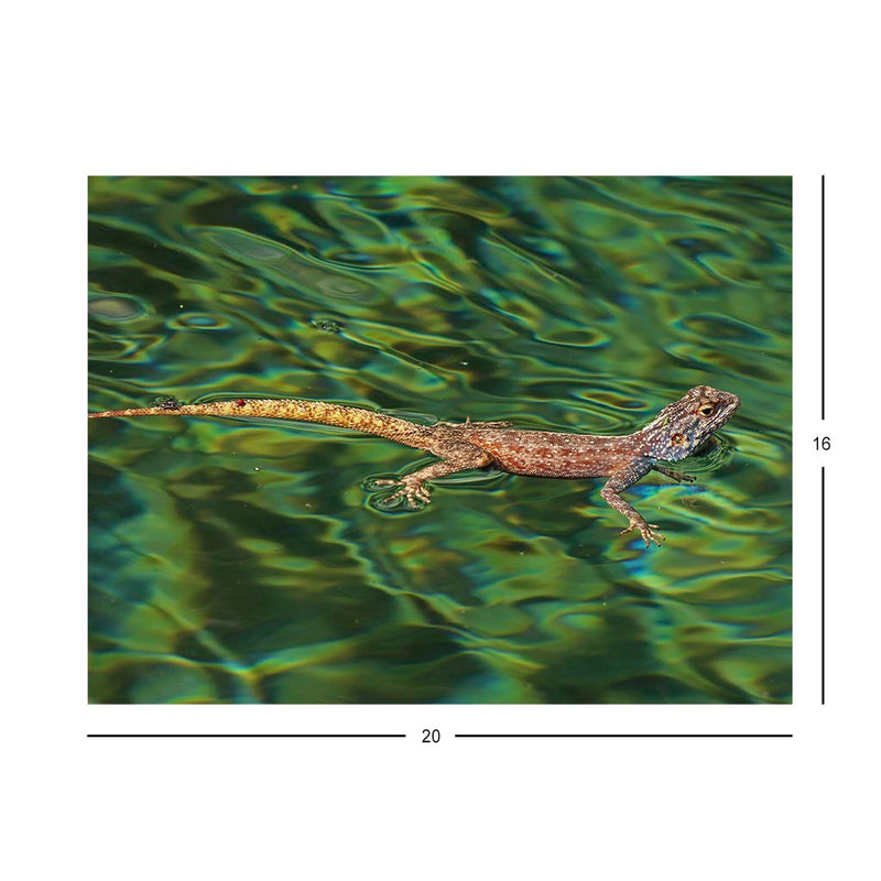 Wikimedia Commons Jigsaw Puzzle of the Day Ground Agama