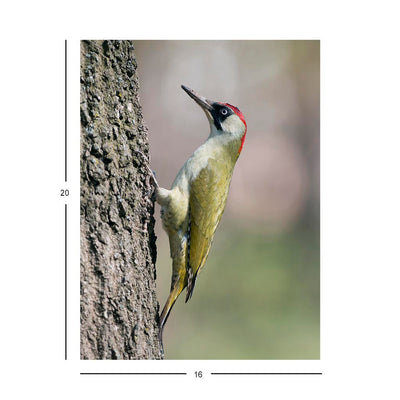 Wikimedia Commons Jigsaw Puzzle of the Day European Green Woodpecker