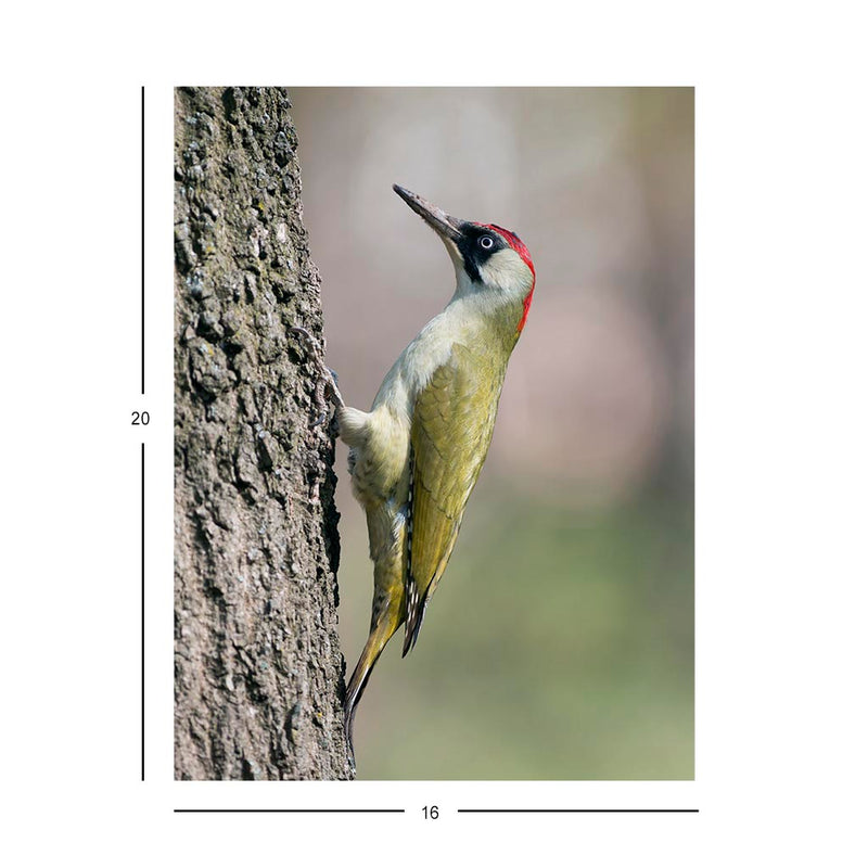 Wikimedia Commons Jigsaw Puzzle of the Day European Green Woodpecker