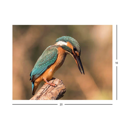 Wikimedia Commons Jigsaw Puzzle of the Day Female Common Kingfisher