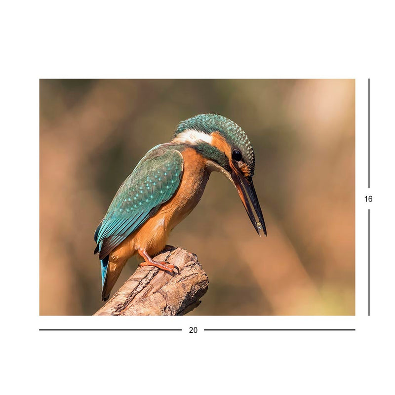 Wikimedia Commons Jigsaw Puzzle of the Day Female Common Kingfisher