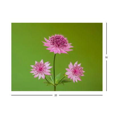 Wikimedia Commons Jigsaw Puzzle of the Day Astrantia major 'Roma'