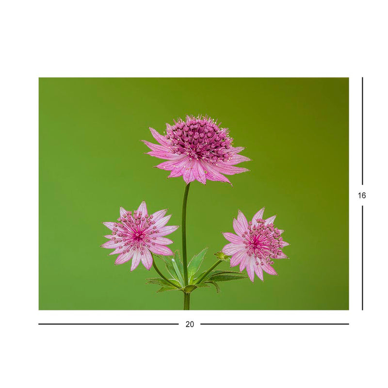 Wikimedia Commons Jigsaw Puzzle of the Day Astrantia major &
