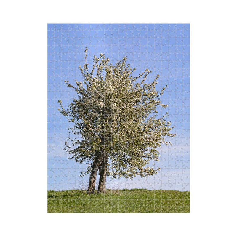 Wikimedia Commons Jigsaw Puzzle of the Day Old Pear Tree