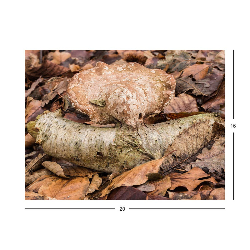Wikimedia Commons Jigsaw Puzzle Of The Day Birch Mushroom