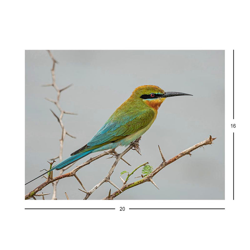 Wikimedia Commons  Jigsaw Puzzle of the Day A Blue-tailed Bee-eater