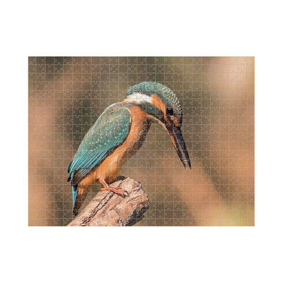 Wikimedia Commons Jigsaw Puzzle of the Day Female Common Kingfisher