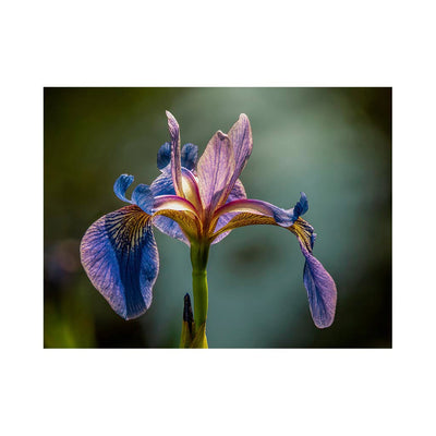 Wikimedia Commons Picture of the Day for August 28, 2022 Jigsaw Puzzle