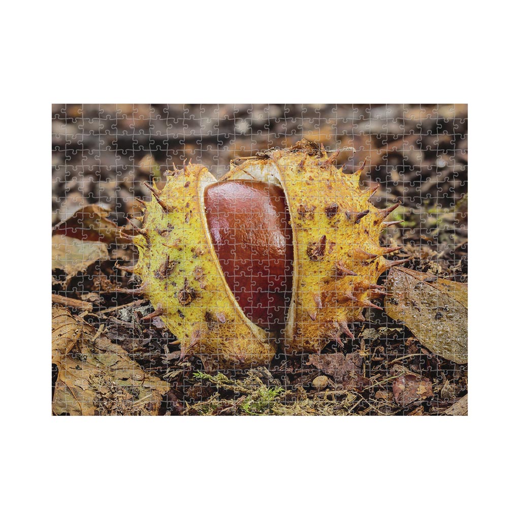 Wikimedia Commons Jigsaw Puzzle Of The Day Fallen chestnut – Puzzle Rabbit