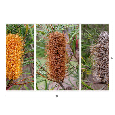 Wikimedia Commons Jigsaw Puzzle of the Day Decay of Banksia spinulosa flowers