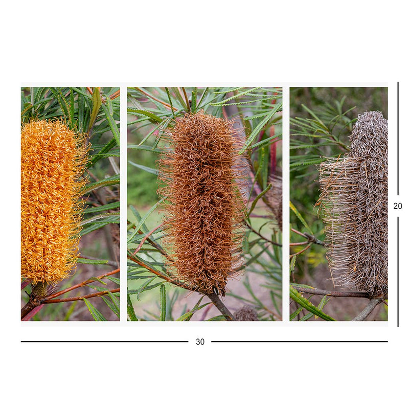 Wikimedia Commons Jigsaw Puzzle of the Day Decay of Banksia spinulosa flowers
