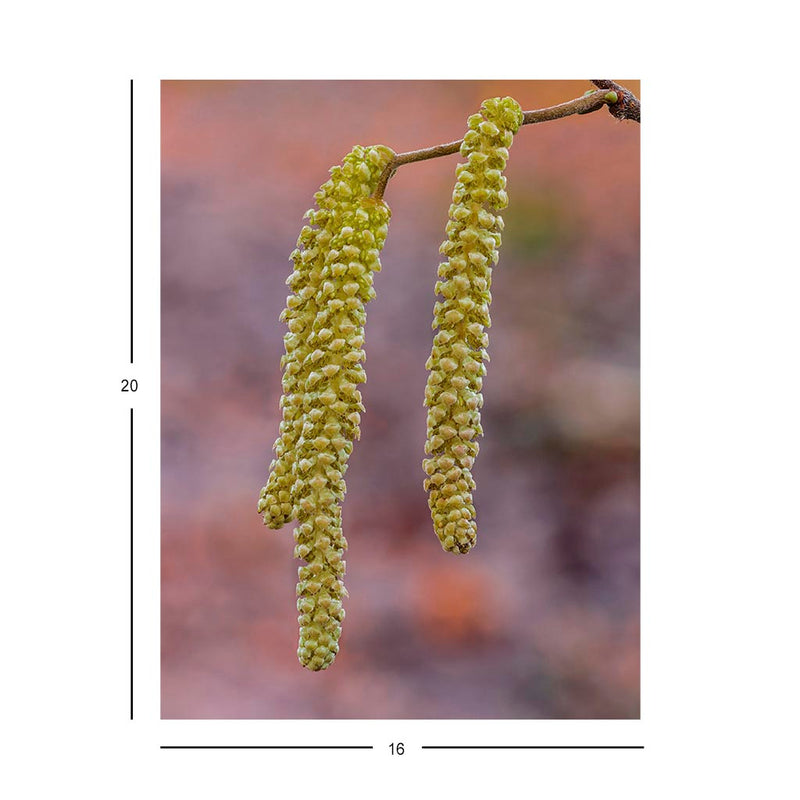 Wikimedia Commons Jigsaw Puzzle Of The Day Common Hazel