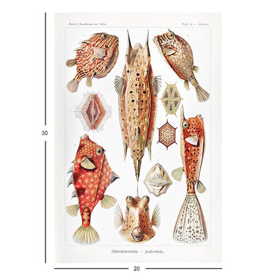 Boxfish, Art Forms in Nature Jigsaw Puzzle