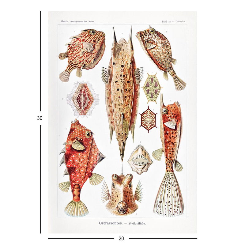 Boxfish, Art Forms in Nature Jigsaw Puzzle