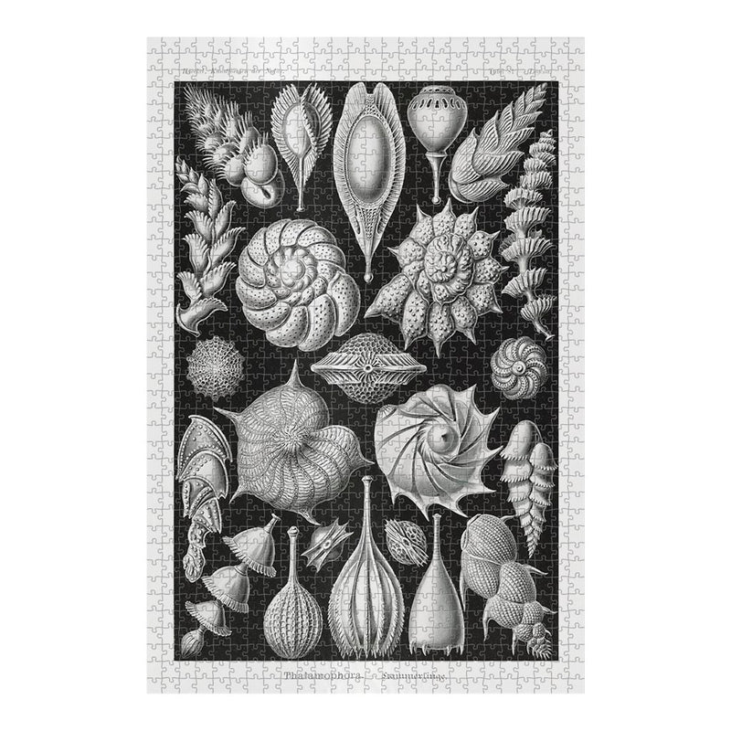 Thalamophora, Art Forms in Nature Jigsaw Puzzle