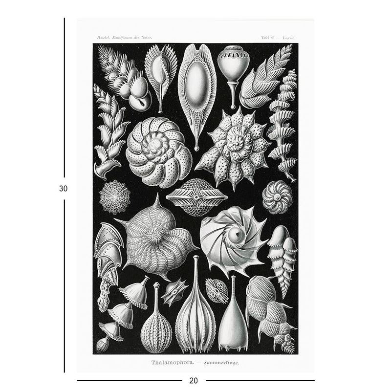 Thalamophora, Art Forms in Nature Jigsaw Puzzle