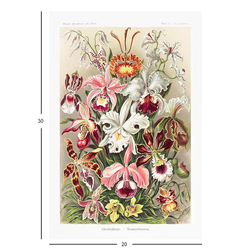 Orchids, Art Forms in Nature Jigsaw Puzzle