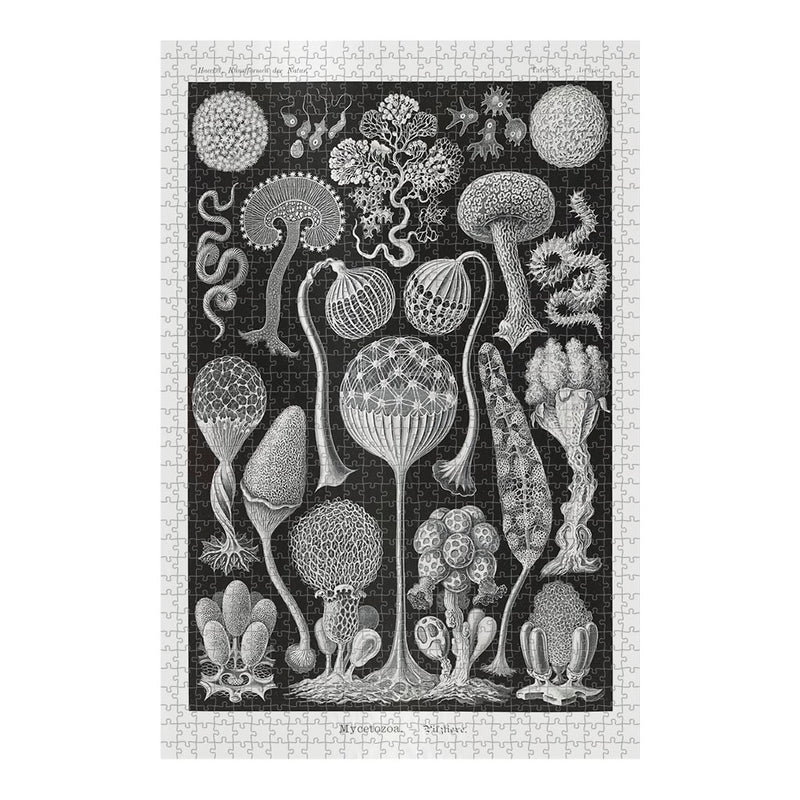 Slime Molds, Art Forms in Nature Jigsaw Puzzle