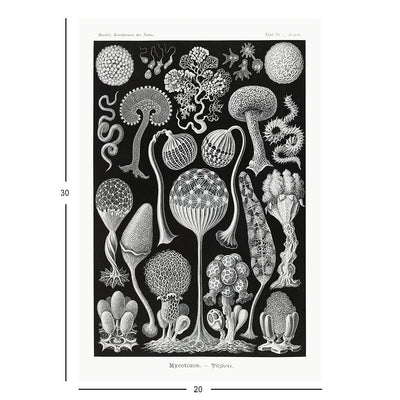 Slime Molds, Art Forms in Nature Jigsaw Puzzle