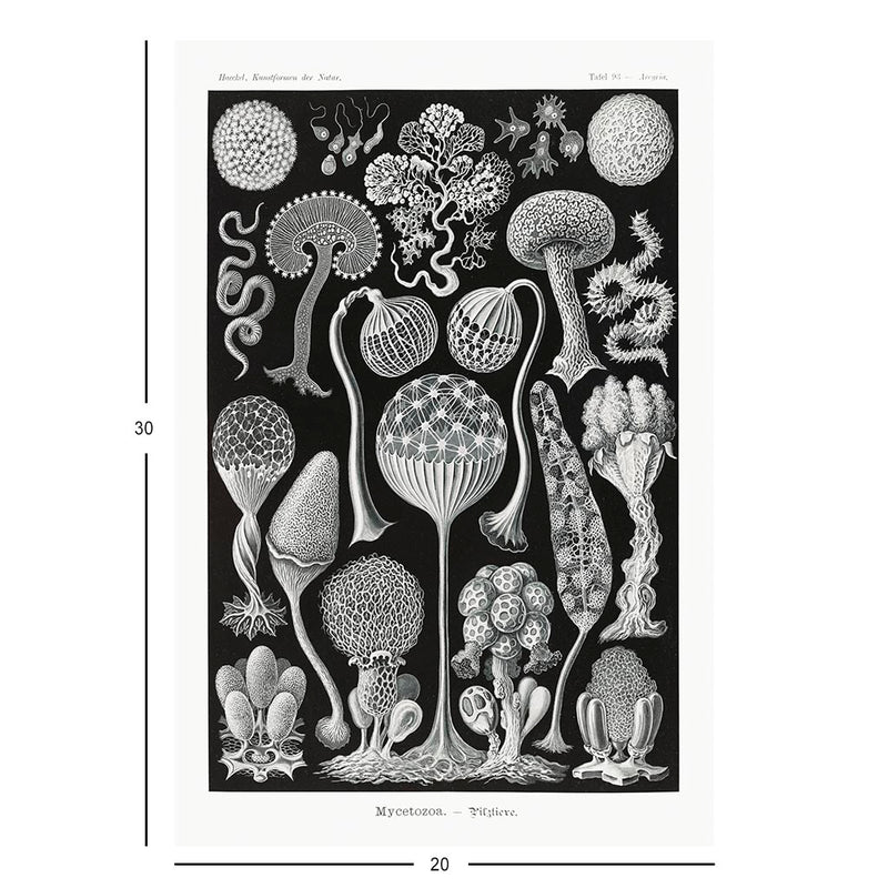 Slime Molds, Art Forms in Nature Jigsaw Puzzle