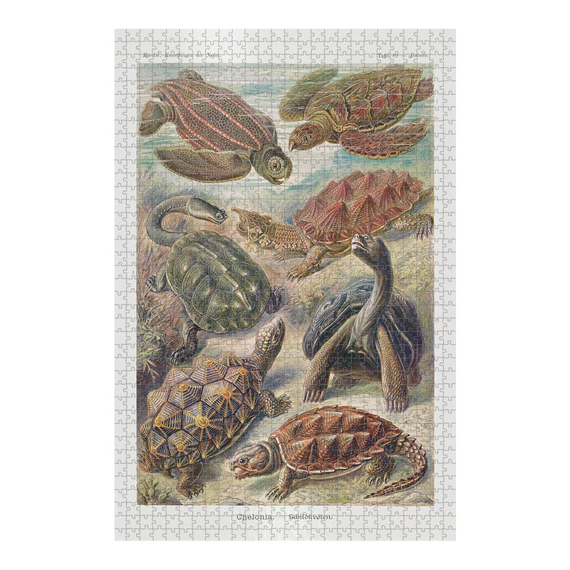 Turtles, Art Forms in Nature Jigsaw Puzzle