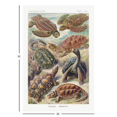 Turtles, Art Forms in Nature Jigsaw Puzzle