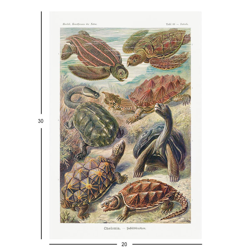Turtles, Art Forms in Nature Jigsaw Puzzle