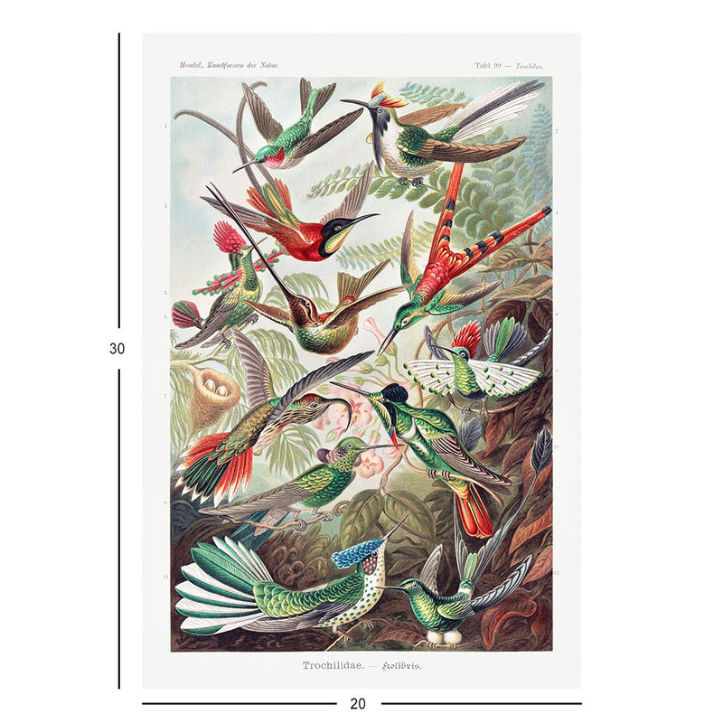 Hummingbirds, Art Forms in Nature Jigsaw Puzzle