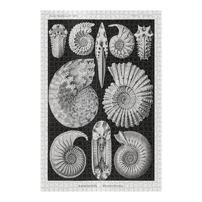 Ammonitida, Art Forms in Nature Jigsaw Puzzle