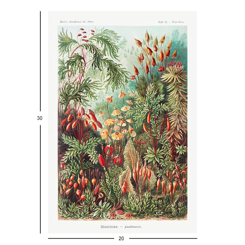 Moss, Art Forms in Nature Jigsaw Puzzle