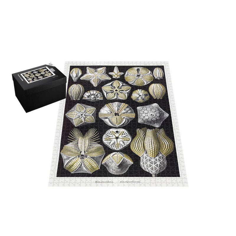 Blastoids, Art Forms in Nature Jigsaw Puzzle