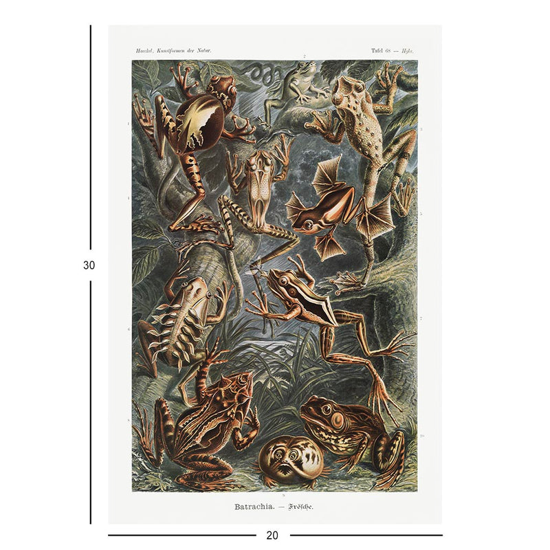 Frogs, Art Forms in Nature Jigsaw Puzzle