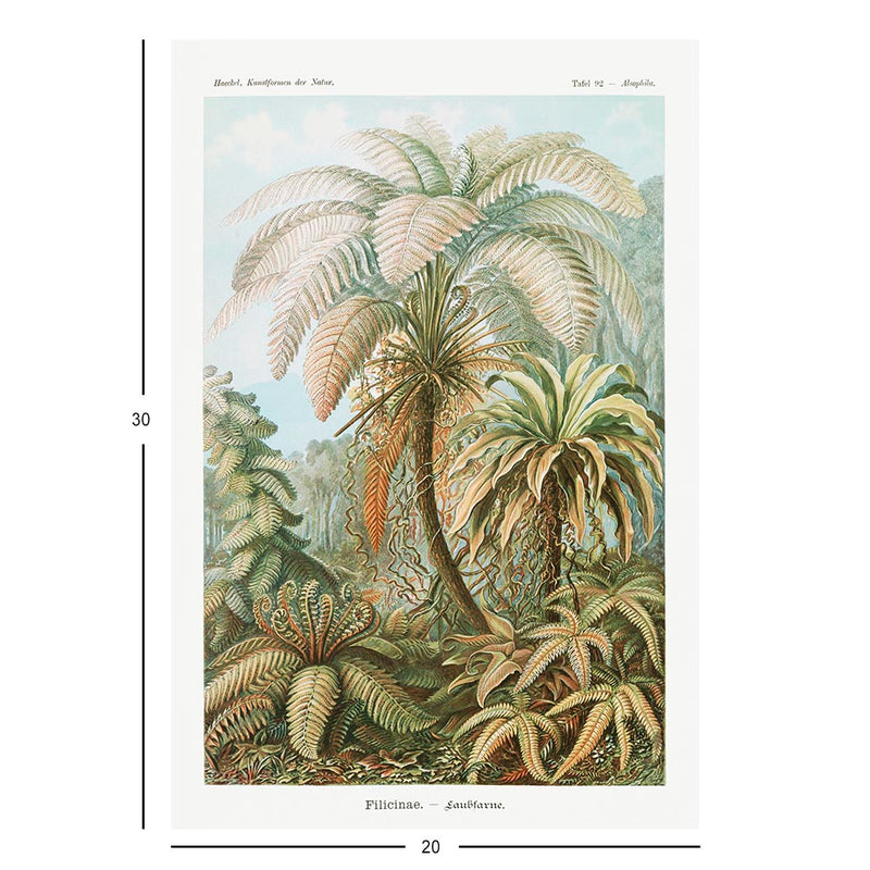 Ferns, Art Forms in Nature Jigsaw Puzzle