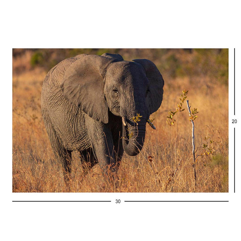 Wikimedia Commons Jigsaw Puzzle Of The Day Baby African Bush Elephant